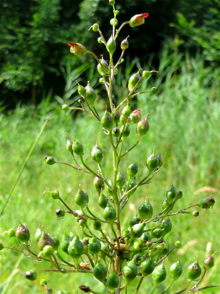 Knotige Braunwurz (Scrophularia nodosa) am Geißböckelgraben bei Philippsburg