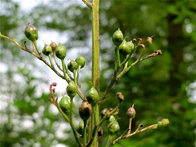 Knotige Braunwurz (Scrophularia nodosa) im Landschaftsschutzgebiet Saalbachniederung bei Waghäusel