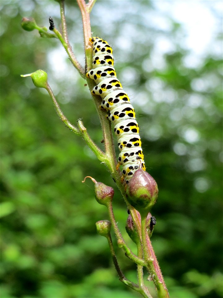 Braunwurz-Mönch (Shargacucullia scrophulariae) an einer Knotigen Braunwurz (Scrophularia nodosa) im Landschaftsschutzgebiet Saalbachniederung bei Waghäusel