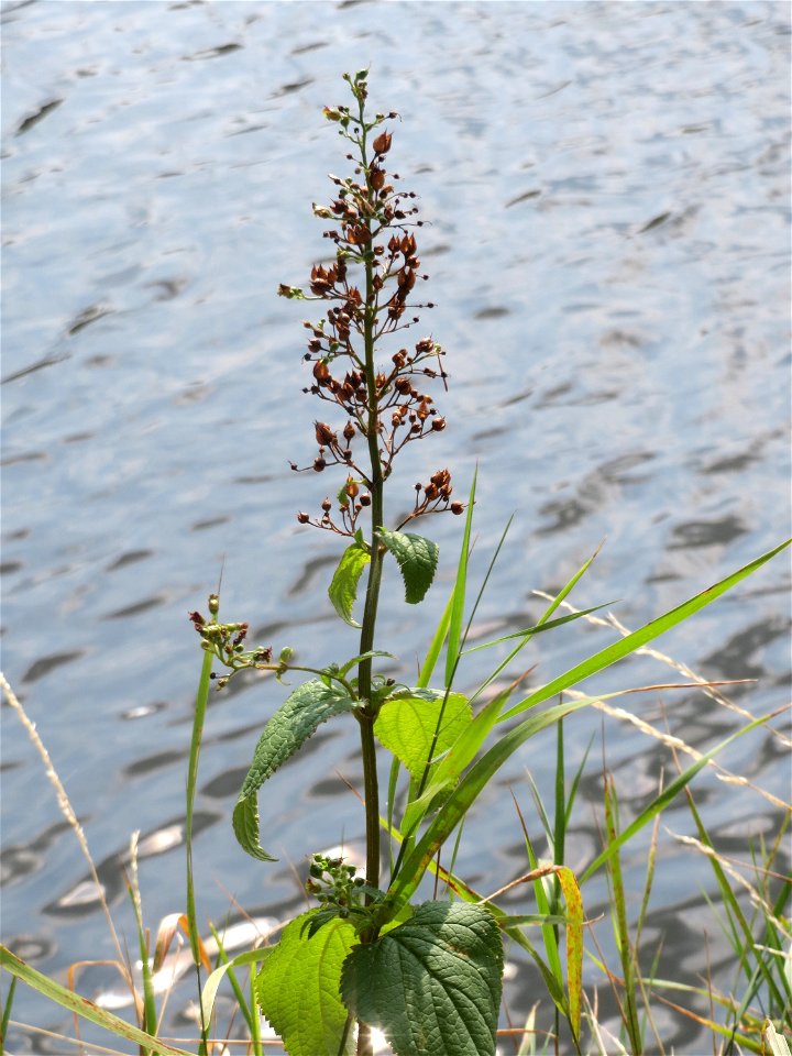Knotige Braunwurz (Scrophularia nodosa) am Staden in Saarbrücken