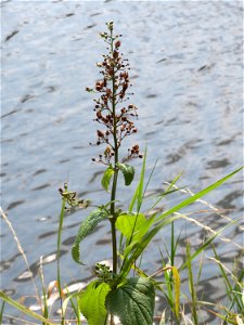 Knotige Braunwurz (Scrophularia nodosa) am Staden in Saarbrücken