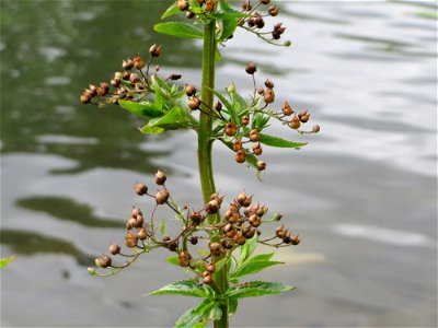 Scrophularia alata an der Saar in Saarbrücken