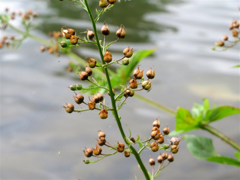 Scrophularia alata an der Saar in Saarbrücken