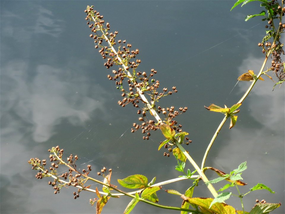 Scrophularia alata an der Saar in Saarbrücken