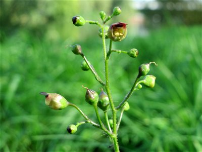 Knotige Braunwurz (Scrophularia nodosa) an der Saar in Saarbrücken
