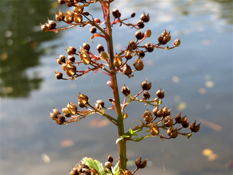 Scrophularia alata an der Saar in Saarbrücken