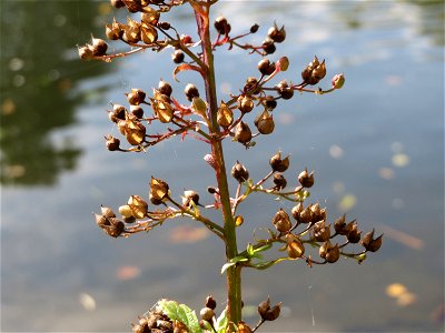 Scrophularia alata an der Saar in Saarbrücken