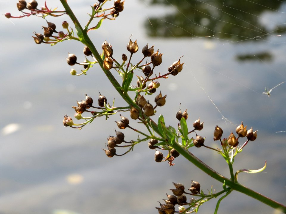 Scrophularia alata an der Saar in Saarbrücken