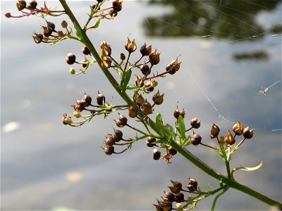 Scrophularia alata an der Saar in Saarbrücken