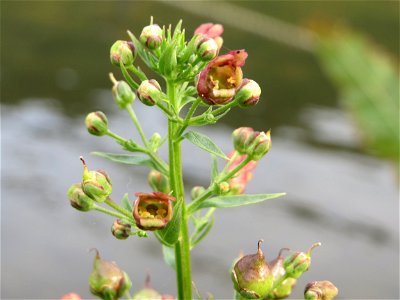 Scrophularia alata an der Mosel in Cochem