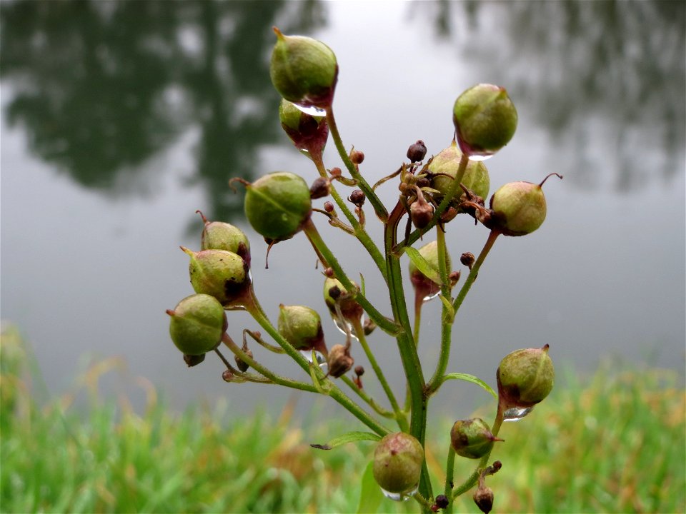 Knotige Braunwurz (Scrophularia nodosa) an der Saar in Saarbrücken