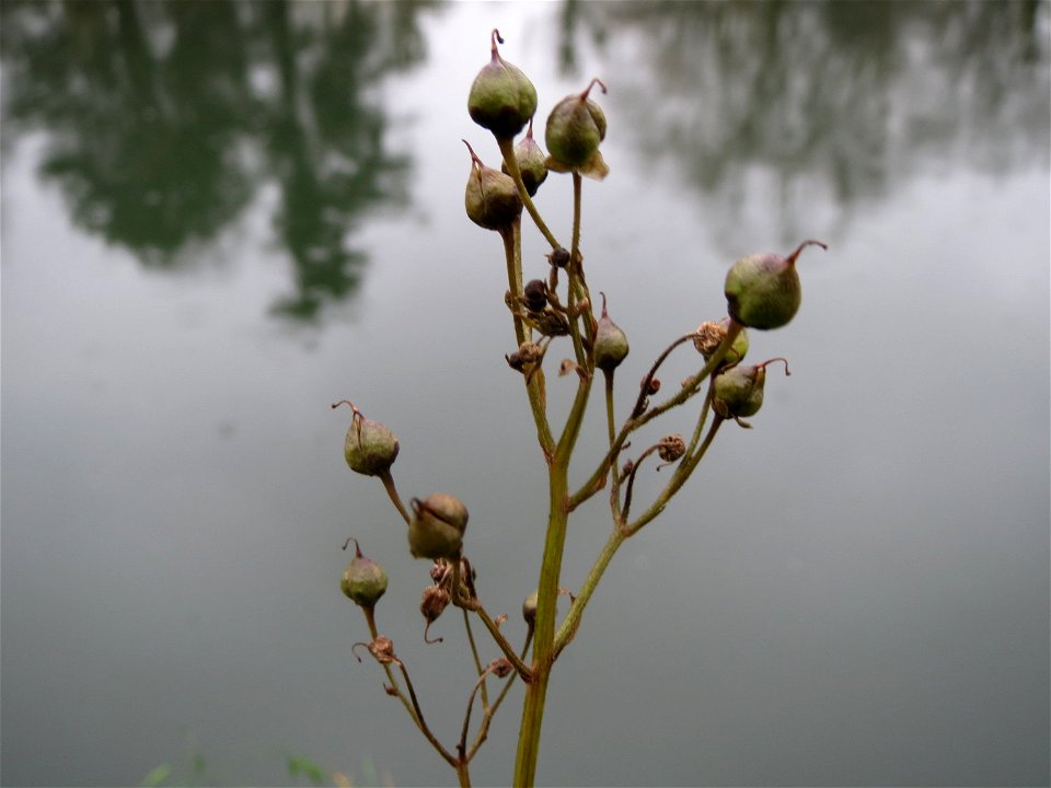 Knotige Braunwurz (Scrophularia nodosa) an der Saar in Saarbrücken