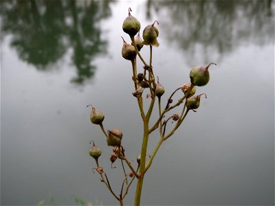 Knotige Braunwurz (Scrophularia nodosa) an der Saar in Saarbrücken