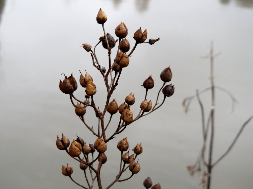 Knotige Braunwurz (Scrophularia nodosa) an der Saar in Güdingen