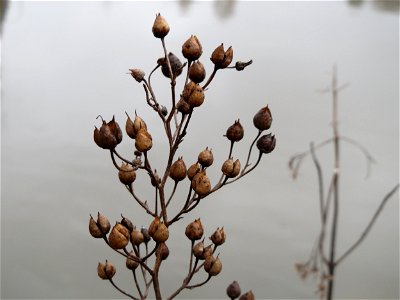 Knotige Braunwurz (Scrophularia nodosa) an der Saar in Güdingen