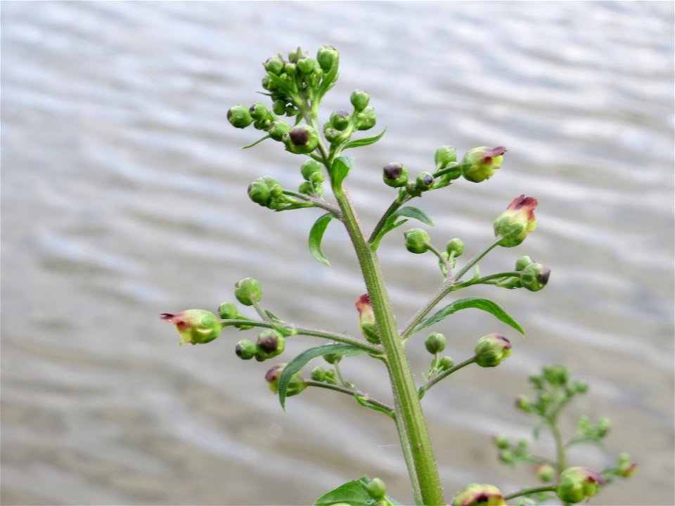 Knotige Braunwurz (Scrophularia nodosa) an der Saar in Saarbrücken