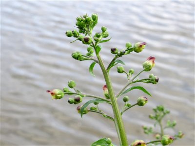 Knotige Braunwurz (Scrophularia nodosa) an der Saar in Saarbrücken
