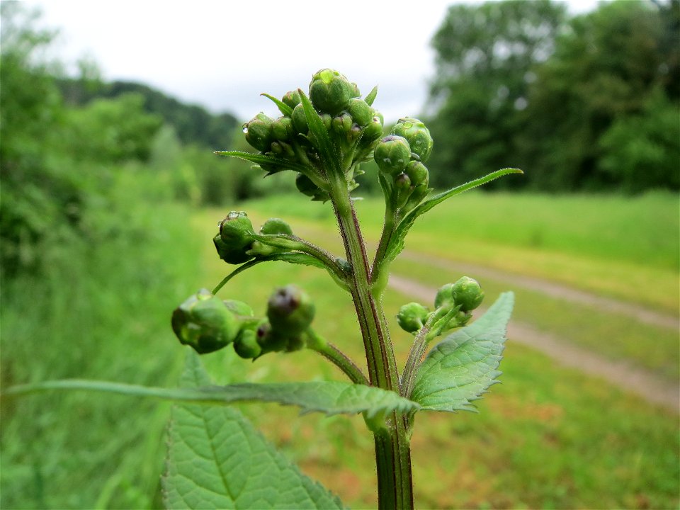 Knotige Braunwurz (Scrophularia nodosa) an der Saaraue Güdingen
