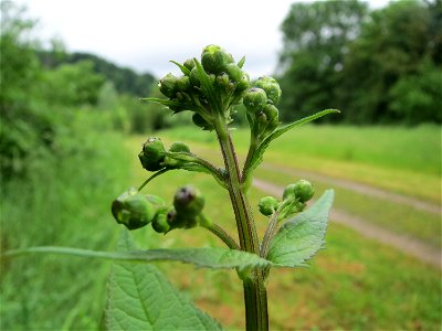 Knotige Braunwurz (Scrophularia nodosa) an der Saaraue Güdingen