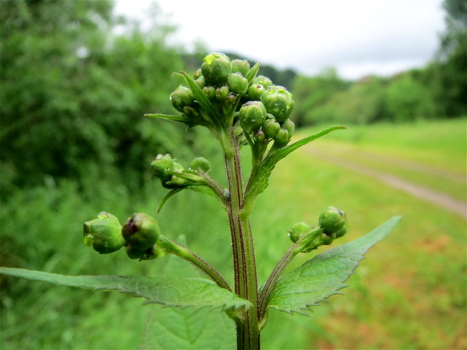 Knotige Braunwurz (Scrophularia nodosa) an der Saaraue Güdingen