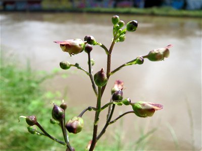 Knotige Braunwurz (Scrophularia nodosa) an der Saar in Saarbrücken