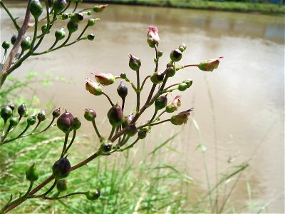 Knotige Braunwurz (Scrophularia nodosa) an der Saar in Saarbrücken