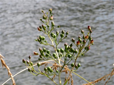 Knotige Braunwurz (Scrophularia nodosa) an der Saar in Saarbrücken