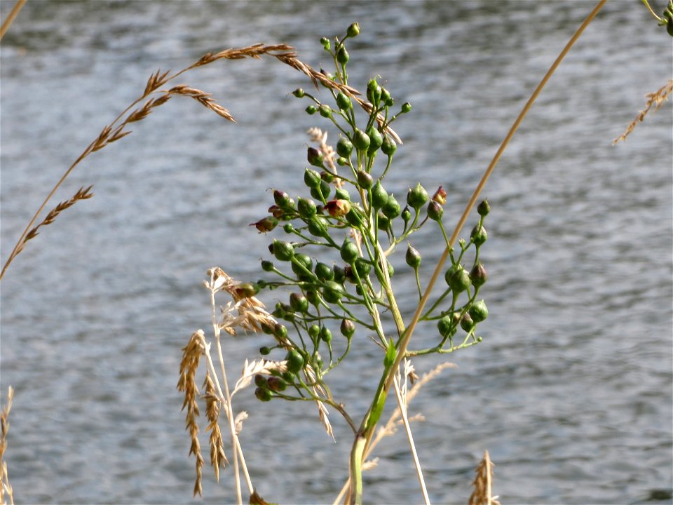 Knotige Braunwurz (Scrophularia nodosa) an der Saar in Saarbrücken