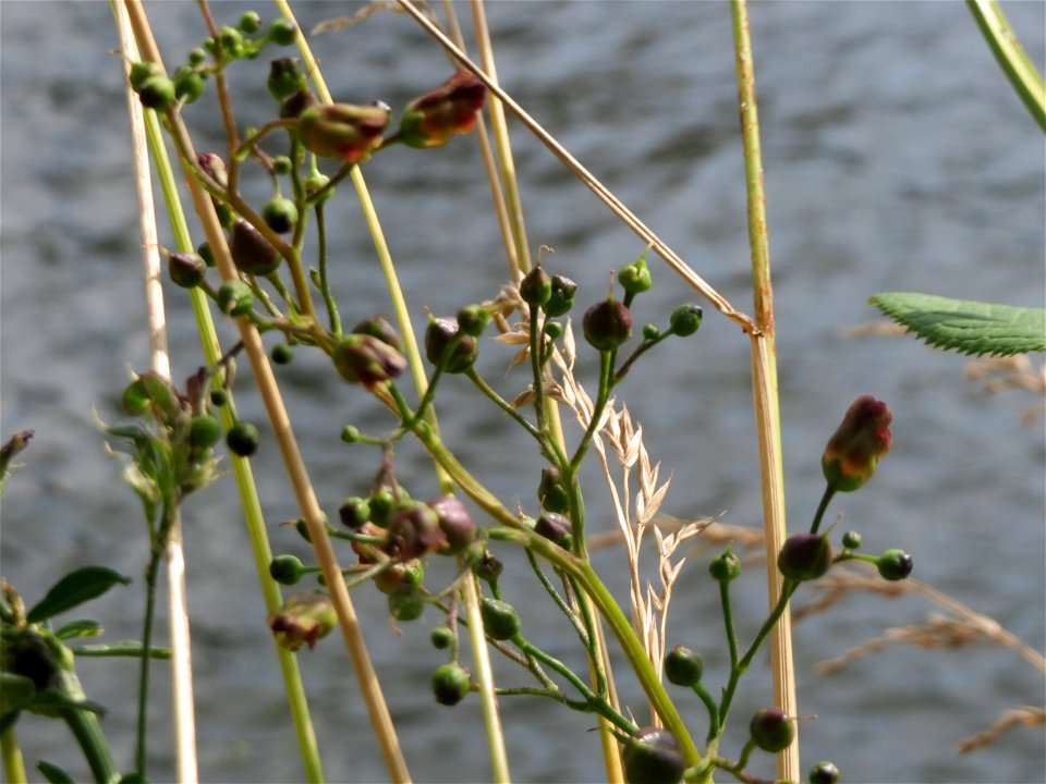 Knotige Braunwurz (Scrophularia nodosa) an der Saar in Saarbrücken