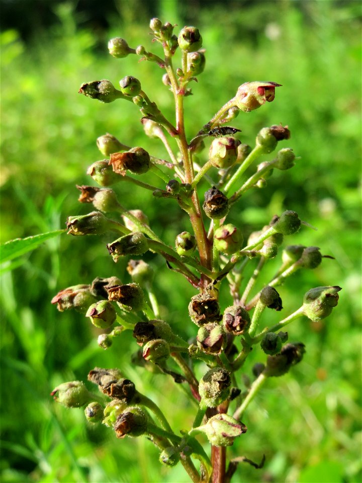 Knotige Braunwurz (Scrophularia nodosa) im Schwetzinger Hardt - an der Bahnstrecke Mannheim-Karlsruhe findet sich ein kleines Sandmagerrasen-Biotop mit typischer Binnendünen-Vegetation