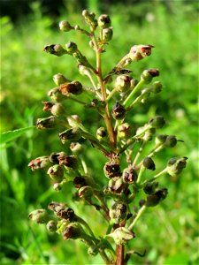 Knotige Braunwurz (Scrophularia nodosa) im Schwetzinger Hardt - an der Bahnstrecke Mannheim-Karlsruhe findet sich ein kleines Sandmagerrasen-Biotop mit typischer Binnendünen-Vegetation