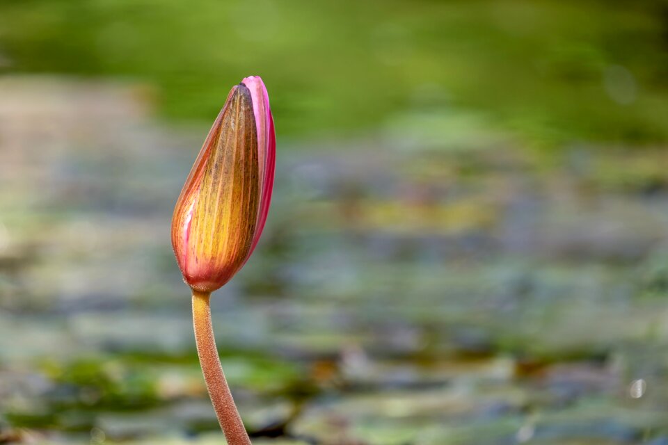 Water botany nature