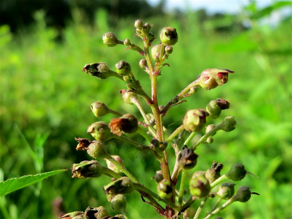 Knotige Braunwurz (Scrophularia nodosa) im Schwetzinger Hardt - an der Bahnstrecke Mannheim-Karlsruhe findet sich ein kleines Sandmagerrasen-Biotop mit typischer Binnendünen-Vegetation