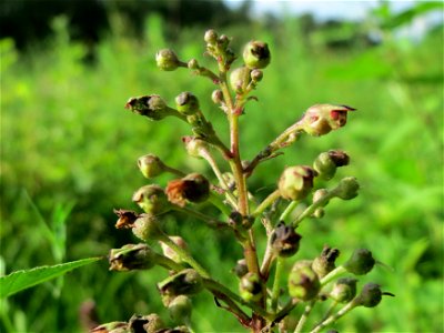 Knotige Braunwurz (Scrophularia nodosa) im Schwetzinger Hardt - an der Bahnstrecke Mannheim-Karlsruhe findet sich ein kleines Sandmagerrasen-Biotop mit typischer Binnendünen-Vegetation