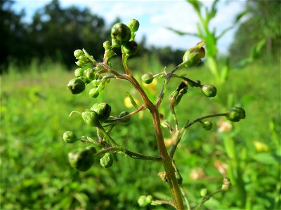 Knotige Braunwurz (Scrophularia nodosa) im Schwetzinger Hardt - an der Bahnstrecke Mannheim-Karlsruhe findet sich ein kleines Sandmagerrasen-Biotop mit typischer Binnendünen-Vegetation