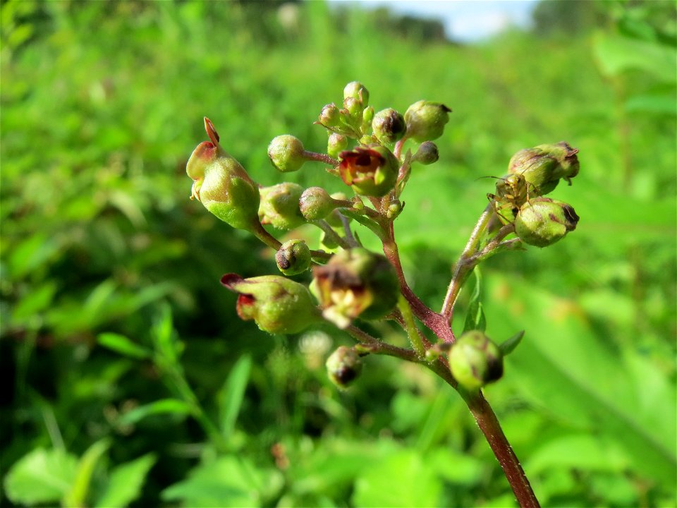 Knotige Braunwurz (Scrophularia nodosa) im Schwetzinger Hardt - an der Bahnstrecke Mannheim-Karlsruhe findet sich ein kleines Sandmagerrasen-Biotop mit typischer Binnendünen-Vegetation