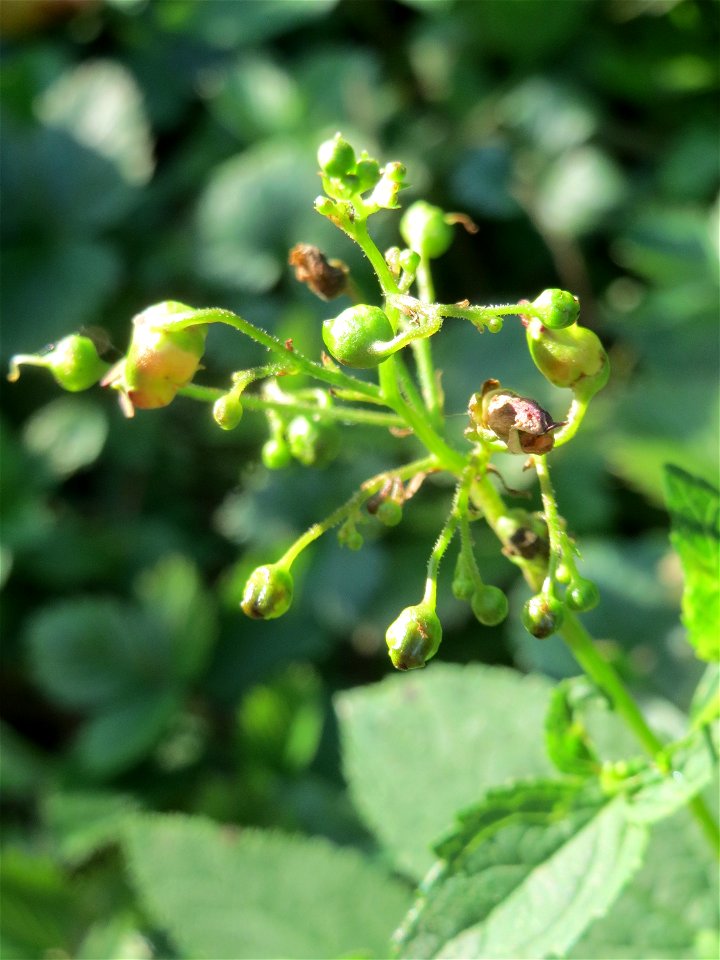 Knotige Braunwurz (Scrophularia nodosa) im Schwetzinger Hardt