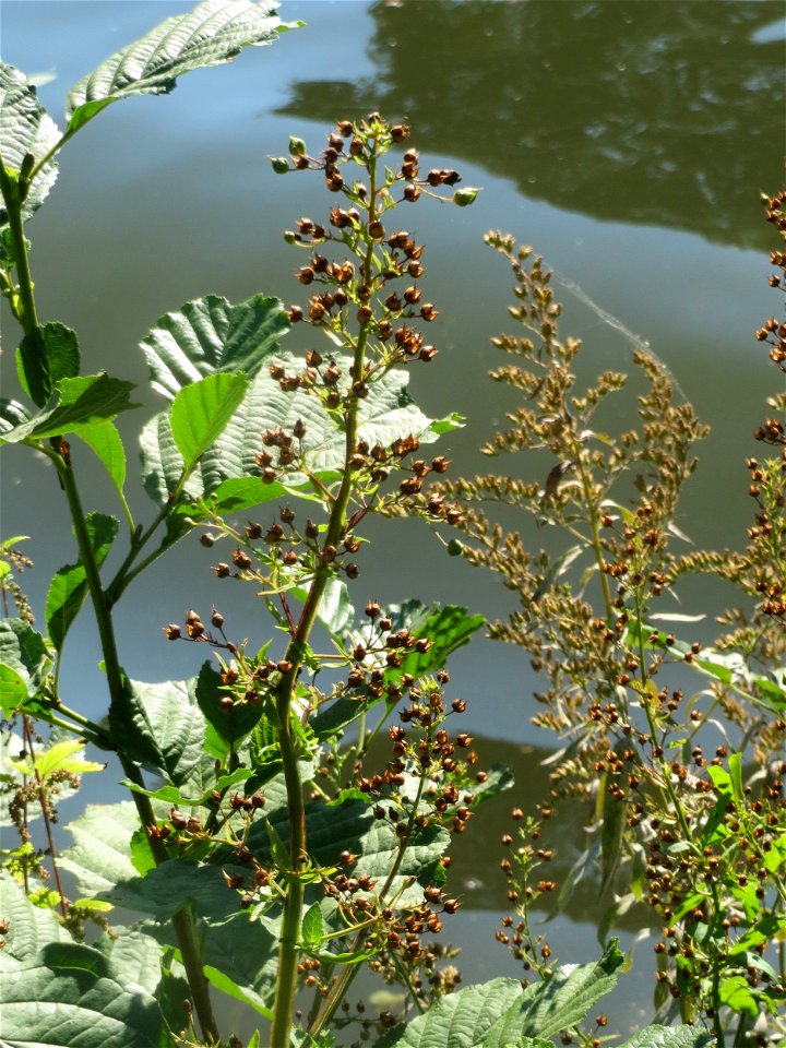 Geflügelte Braunwurz oder Flügel-Braunwurz (Scrophularia umbrosa) an der Saar in Saarbrücken