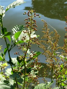 Geflügelte Braunwurz oder Flügel-Braunwurz (Scrophularia umbrosa) an der Saar in Saarbrücken