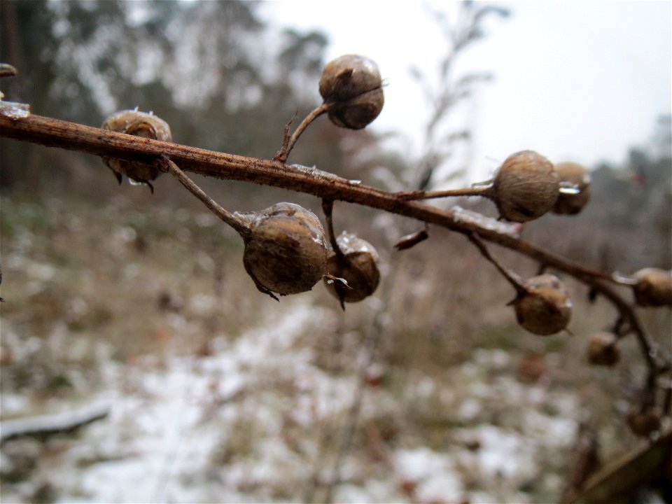 Knotige Braunwurz (Scrophularia nodosa) im Schwetzinger Hardt - an der Bahnstrecke Mannheim-Karlsruhe findet sich ein kleines Sandmagerrasen-Biotop mit typischer Binnendünen-Vegetation
