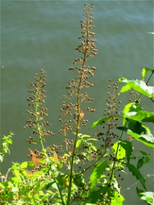 Geflügelte Braunwurz oder Flügel-Braunwurz (Scrophularia umbrosa) an der Saar in Saarbrücken
