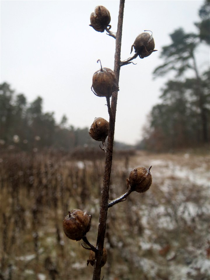 Knotige Braunwurz (Scrophularia nodosa) im Schwetzinger Hardt - an der Bahnstrecke Mannheim-Karlsruhe findet sich ein kleines Sandmagerrasen-Biotop mit typischer Binnendünen-Vegetation