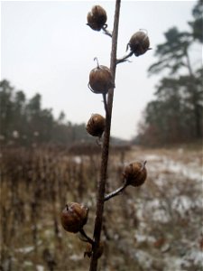 Knotige Braunwurz (Scrophularia nodosa) im Schwetzinger Hardt - an der Bahnstrecke Mannheim-Karlsruhe findet sich ein kleines Sandmagerrasen-Biotop mit typischer Binnendünen-Vegetation
