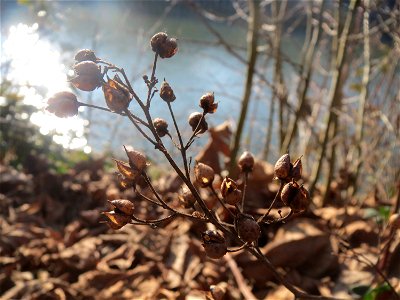 Mumienbotanik: Knotige Braunwurz (Scrophularia nodosa) an der Saar in Saarbrücken