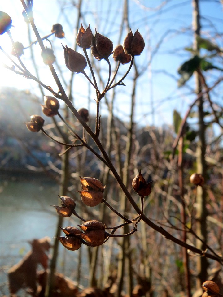 Mumienbotanik: Knotige Braunwurz (Scrophularia nodosa) an der Saar in Saarbrücken