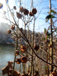 Mumienbotanik: Knotige Braunwurz (Scrophularia nodosa) an der Saar in Saarbrücken
