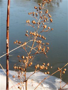 Knotige Braunwurz (Scrophularia nodosa) an der Saar in Saarbrücken