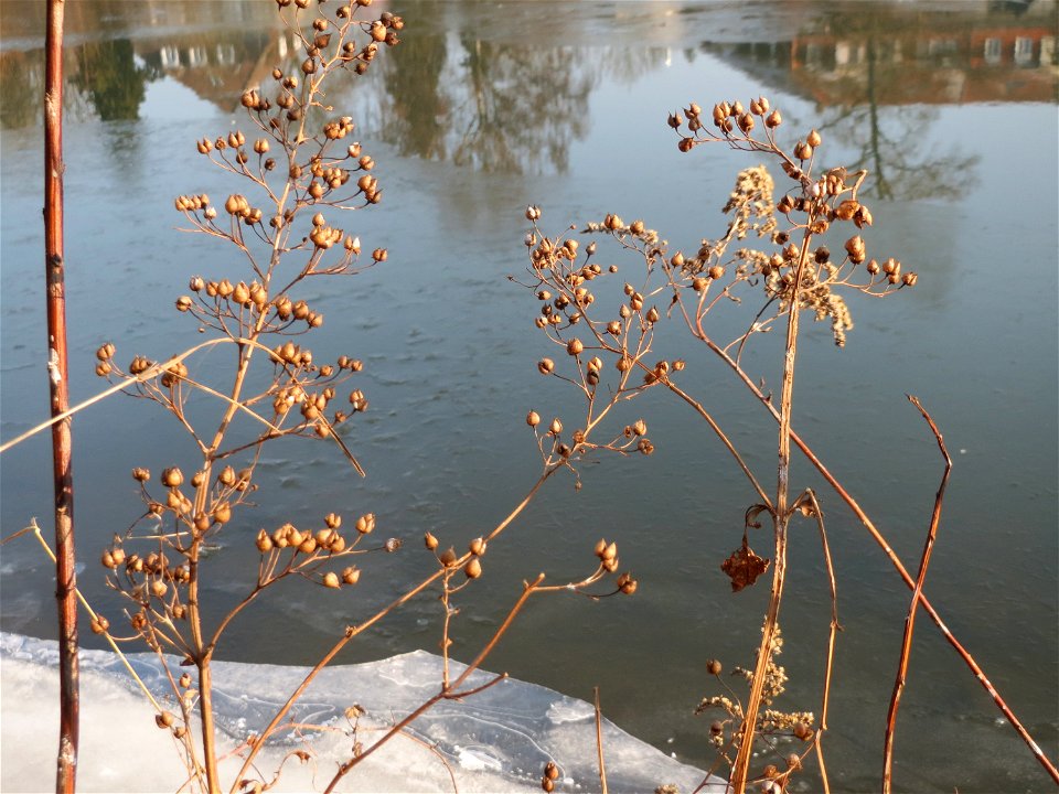 Knotige Braunwurz (Scrophularia nodosa) an der Saar in Saarbrücken