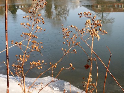 Knotige Braunwurz (Scrophularia nodosa) an der Saar in Saarbrücken