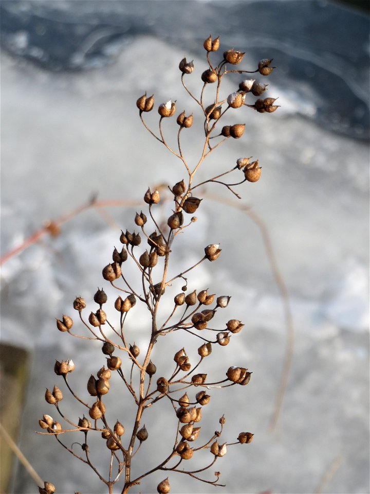 Knotige Braunwurz (Scrophularia nodosa) an der Saar in Saarbrücken